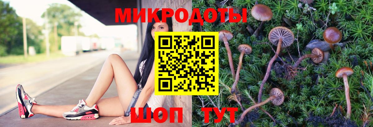 Псилоцибиновые грибы Psilocybe Нижний Новгород